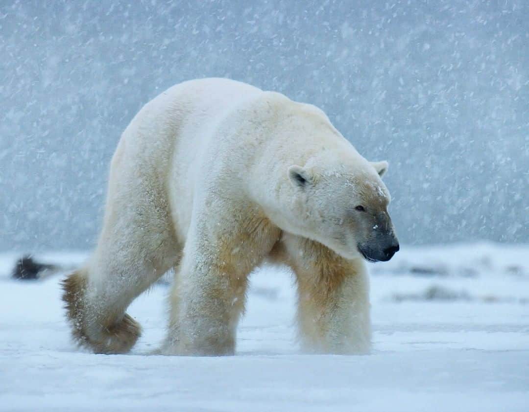 National Geographic Travelさんのインスタグラム写真 - (National Geographic TravelInstagram)「Photo by @bertiegregory | A large male polar bear approaches in a snow storm on the west coast of the Hudson Bay, Canada. Although this bear was big, polar bears can get even bigger, with the largest male polar bears weighing more than 1600 lbs! Follow @bertiegregory for more wildlife adventures. #wild_life #animals #ice #snow #bear」9月21日 21時02分 - natgeotravel