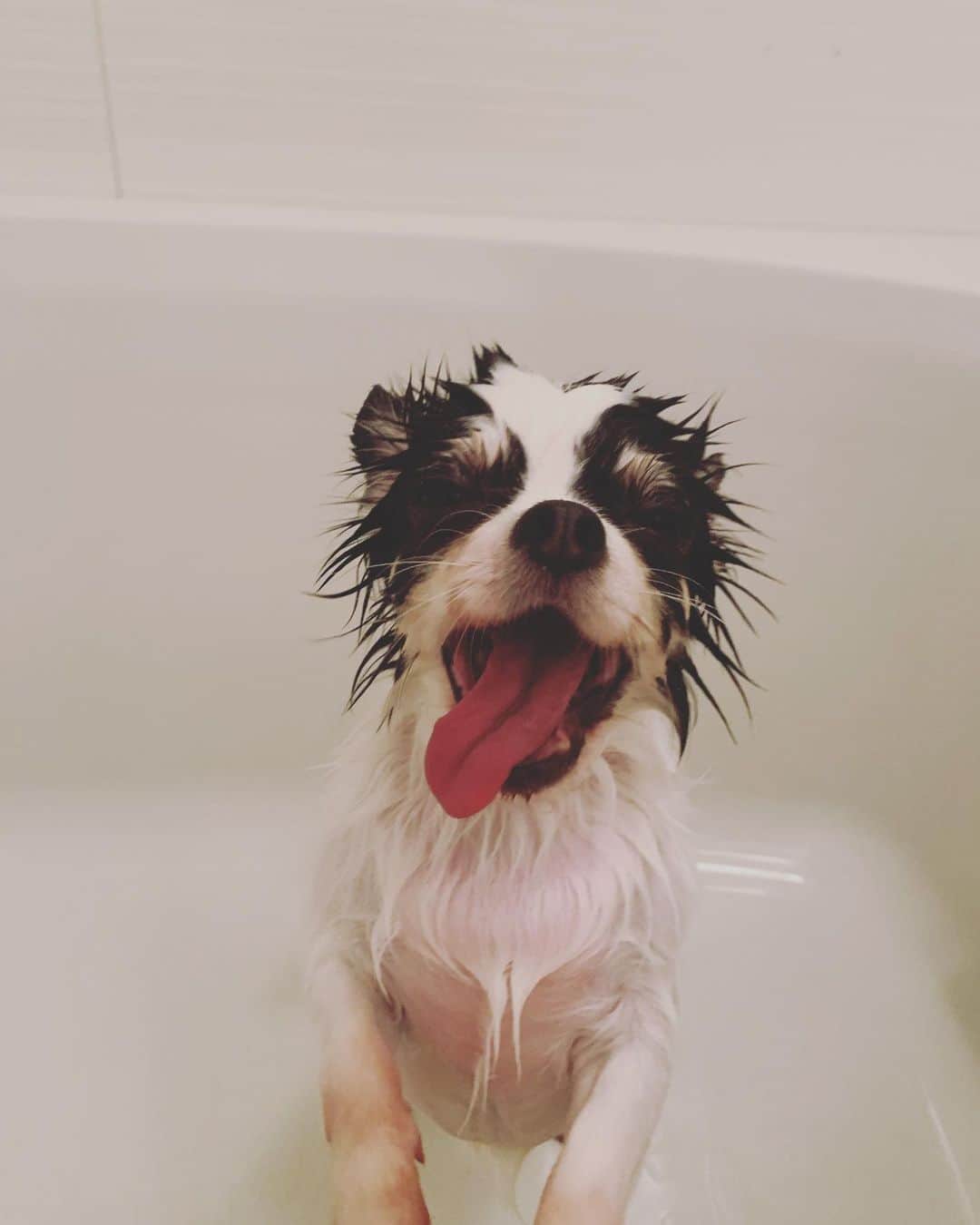 Masato さんのインスタグラム写真 - (Masato Instagram)「名古屋出発前にお風呂🐕 基本的に何でも喜んでくれる犬だけど全身洗ってる時だけなんて事するんだって顔で見てくる笑」9月21日 21時18分 - masato_coldrain