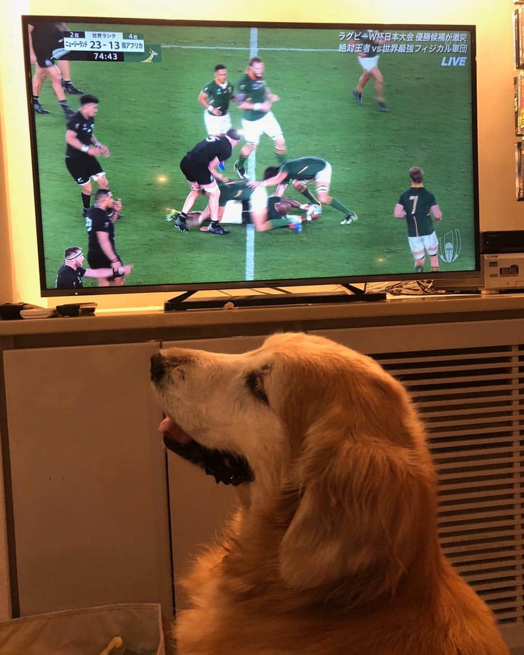 高橋ひとみさんのインスタグラム写真 - (高橋ひとみInstagram)「ラグビーワールドカップ2019🏉 南アフリカ🇿🇦(世界ランキング4位)VSニュージーランド🇳🇿(世界ランキング2位) 南アフリカ観光親善大使として南アフリカを応援しましたが、残念ながら敗れてしまいました。 ラグビーについては素人ですが、世界最高峰の試合を観ることができ感動しました。」9月21日 21時24分 - hitomi_momoe