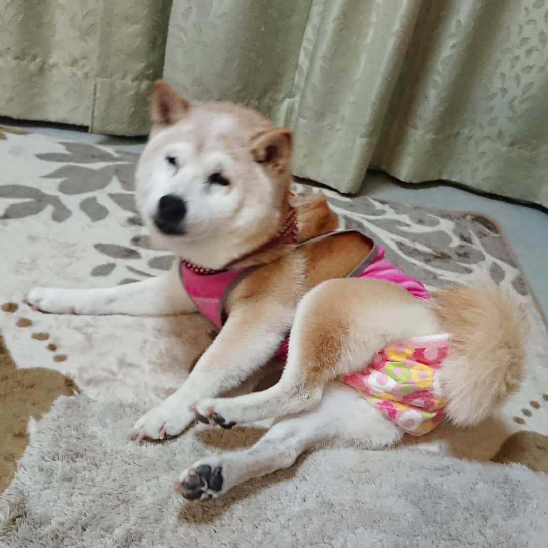 柴子さんのインスタグラム写真 - (柴子Instagram)「「ちょっとだけよ❤」柴子(仮名)。 #柴犬　#shibainu #shibastagram  #秘密結社老犬倶楽部」9月21日 21時32分 - senogawadogs