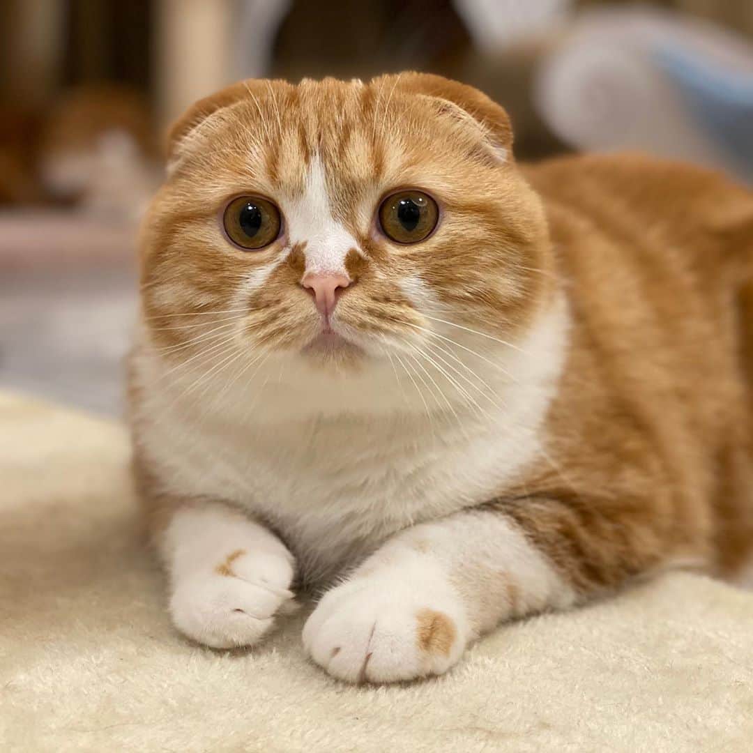 のインスタグラム：「‪iPhone 11 Proのポートレートで撮影したまるお&もふこ🐱🐱画質ヤバいね📷😳✨‬ #iphone11pro #iphone  #カメラ」