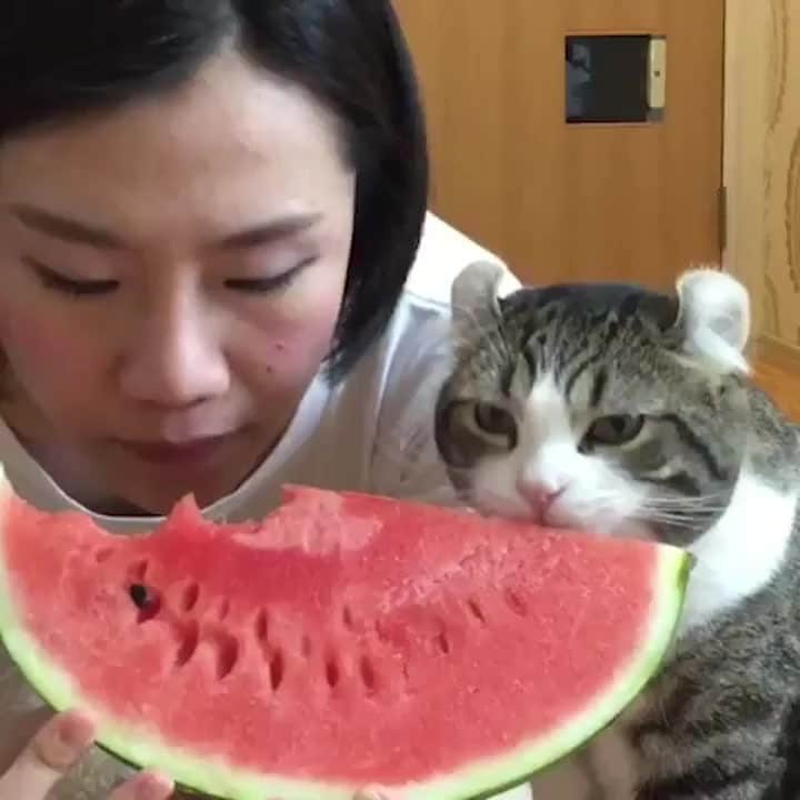 のインスタグラム：「Sharing is caring ⠀ ⠀ 📹@curlysnow0915⠀ ⠀ #meowed #curlysnow0915 #americancurl #adoptdontshop #japan #🇯🇵 #watermelon #🍉 #nomnom」