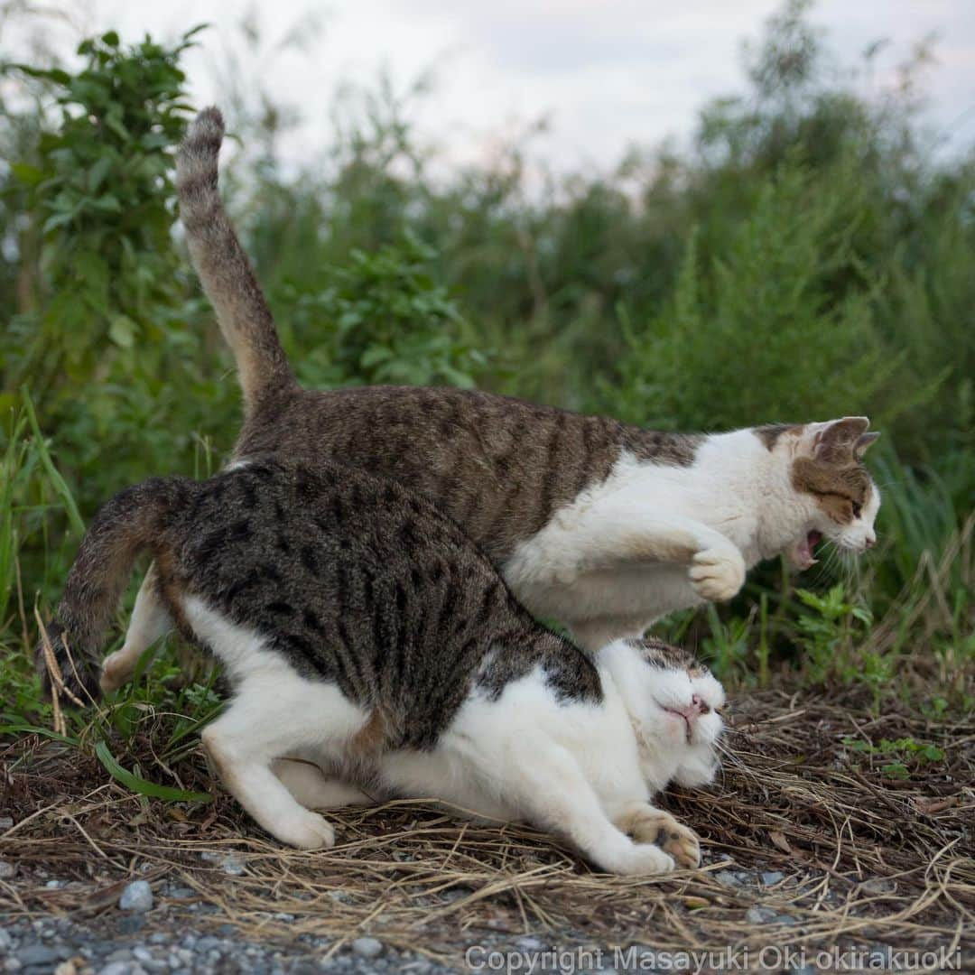 Masayukiさんのインスタグラム写真 - (MasayukiInstagram)「ビビる。  #cat #ねこ」9月21日 22時10分 - okirakuoki