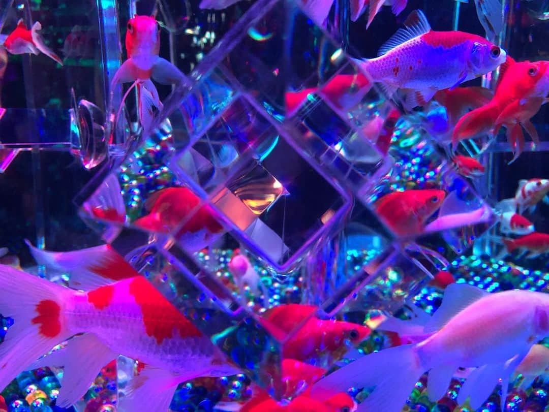 興梠友理さんのインスタグラム写真 - (興梠友理Instagram)「🐠ART AQUARIUM 2019🐠 ・ 昨日はコレド室町で開催中の『アートアクアリウム』に行って来ました✨(展示は明日の23日まで) ・ 2年ぶりに行ったけど、かなり展示内容も変わってたから十分楽しめました😋 ・ 個人的には大きな展示よりも、いろんな表情を見せてくれる金魚たちが可愛かった😍←特に出目金たち💕 ・ そして、リアル「金魚の糞」(長〜いやつ)も見れて面白かった🤣←最後の写真 ・ #アートアクアリウム #コレド室町 #日本橋 #金魚 #夏の思い出 #artaquarium #artaquarium2019 #goldfish #aquarium」9月21日 22時47分 - yuri_rogi