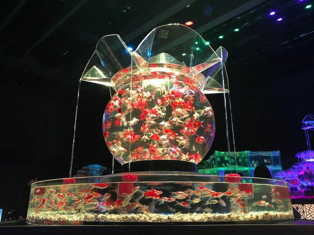 興梠友理さんのインスタグラム写真 - (興梠友理Instagram)「🐠ART AQUARIUM 2019🐠 ・ 昨日はコレド室町で開催中の『アートアクアリウム』に行って来ました✨(展示は明日の23日まで) ・ 2年ぶりに行ったけど、かなり展示内容も変わってたから十分楽しめました😋 ・ 個人的には大きな展示よりも、いろんな表情を見せてくれる金魚たちが可愛かった😍←特に出目金たち💕 ・ そして、リアル「金魚の糞」(長〜いやつ)も見れて面白かった🤣←最後の写真 ・ #アートアクアリウム #コレド室町 #日本橋 #金魚 #夏の思い出 #artaquarium #artaquarium2019 #goldfish #aquarium」9月21日 22時47分 - yuri_rogi