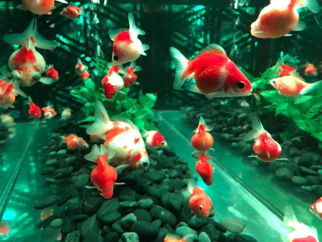 興梠友理さんのインスタグラム写真 - (興梠友理Instagram)「🐠ART AQUARIUM 2019🐠 ・ 昨日はコレド室町で開催中の『アートアクアリウム』に行って来ました✨(展示は明日の23日まで) ・ 2年ぶりに行ったけど、かなり展示内容も変わってたから十分楽しめました😋 ・ 個人的には大きな展示よりも、いろんな表情を見せてくれる金魚たちが可愛かった😍←特に出目金たち💕 ・ そして、リアル「金魚の糞」(長〜いやつ)も見れて面白かった🤣←最後の写真 ・ #アートアクアリウム #コレド室町 #日本橋 #金魚 #夏の思い出 #artaquarium #artaquarium2019 #goldfish #aquarium」9月21日 22時47分 - yuri_rogi