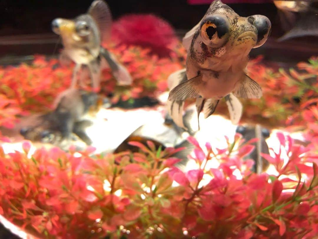 興梠友理さんのインスタグラム写真 - (興梠友理Instagram)「🐠ART AQUARIUM 2019🐠 ・ 昨日はコレド室町で開催中の『アートアクアリウム』に行って来ました✨(展示は明日の23日まで) ・ 2年ぶりに行ったけど、かなり展示内容も変わってたから十分楽しめました😋 ・ 個人的には大きな展示よりも、いろんな表情を見せてくれる金魚たちが可愛かった😍←特に出目金たち💕 ・ そして、リアル「金魚の糞」(長〜いやつ)も見れて面白かった🤣←最後の写真 ・ #アートアクアリウム #コレド室町 #日本橋 #金魚 #夏の思い出 #artaquarium #artaquarium2019 #goldfish #aquarium」9月21日 22時47分 - yuri_rogi