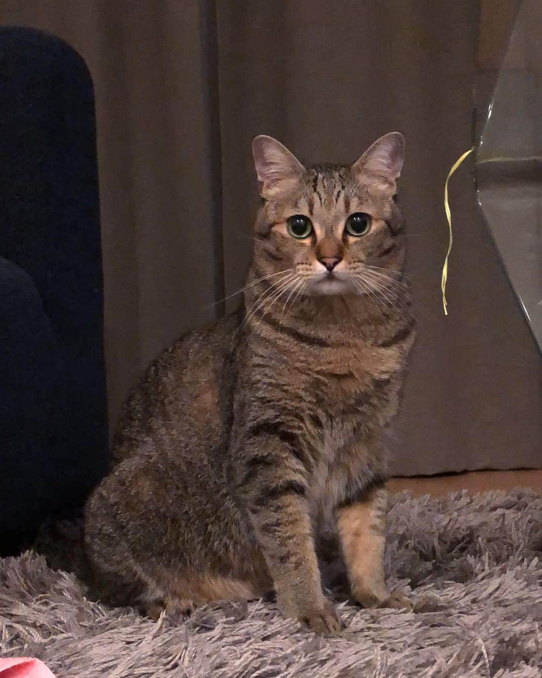 のインスタグラム：「遊ぶところを見てほしいひと😆 . . . #ちゃんた950日目 #猫 #ねこ #cat #cats #love #chat #ilovecat #instacat #catlover #cute #catoftheday #tigre #mignon #cats_of_instagram  #catsofinstagram #catstagram #browntabby #愛猫 #保護猫 #被災猫 #キジ猫 #キジトラ」