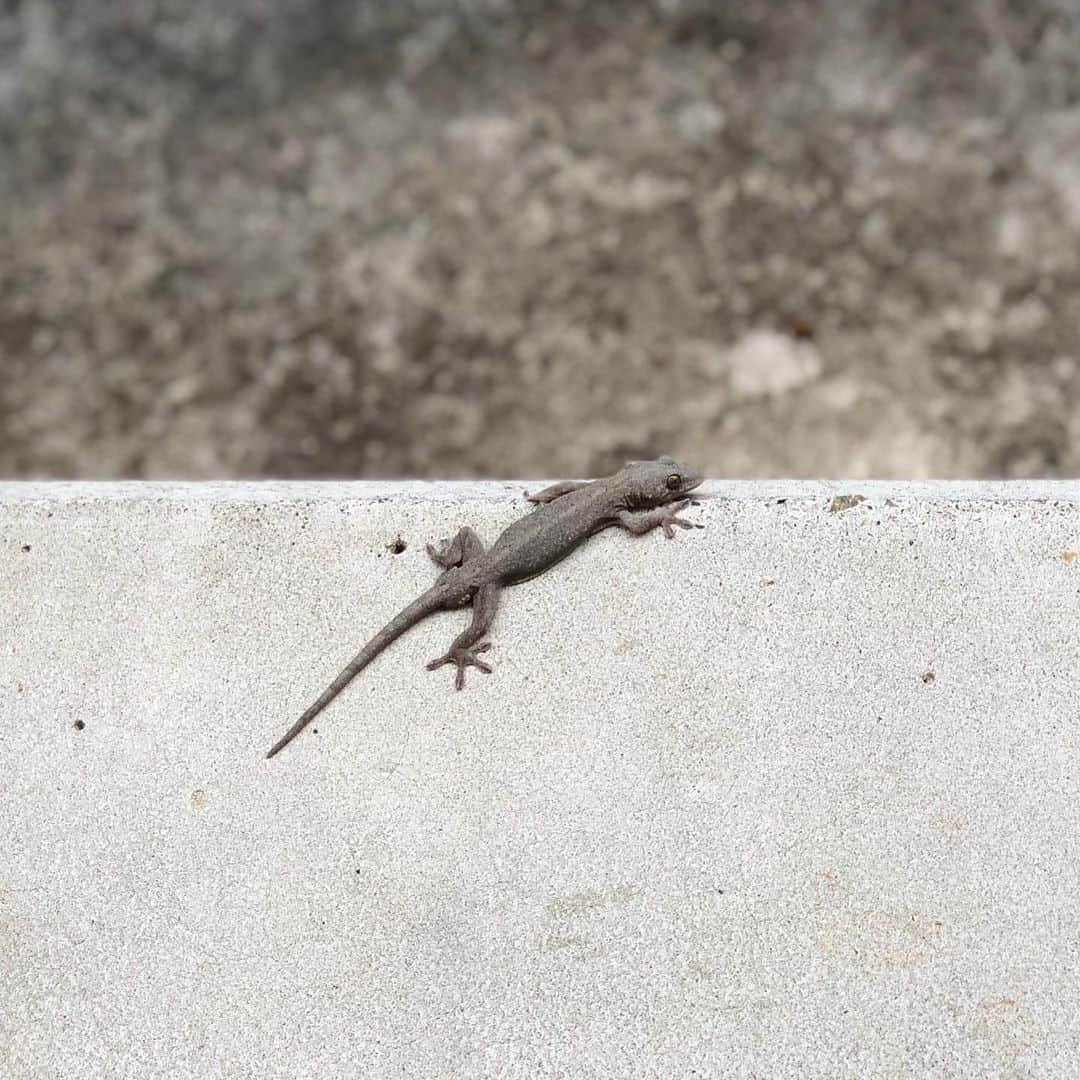 ホリエアツシさんのインスタグラム写真 - (ホリエアツシInstagram)「うちを守ってくれているんだね🦎 #ホリエスベー」9月21日 23時17分 - a.horie