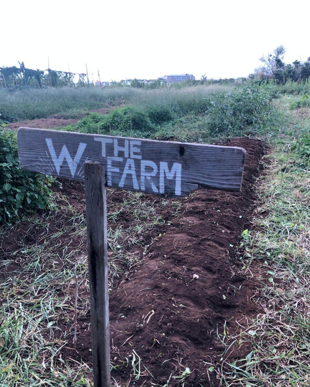 長谷川朋美さんのインスタグラム写真 - (長谷川朋美Instagram)「今日は先日の台風でやられてしまった畑の片付けと、大根の種蒔きに行ってきました✨ ・ 台風の辺りから出張も続いて10日くらい畑を空けていたら、それだけで草だらけになってしまう、、 植物の力って凄い😂 ・ クワで畑を耕していくだけでいい筋トレ。#無農薬栽培 なので、また来週芽が出た頃に今度はネットを張りにきたいと思います❣️ ・  今日は#紫蘇 が豊作でした🌿 ・ #畑 #自給自足 #葉山ライフ #hayama #葉山観光大使」9月21日 23時26分 - hasegawa.elena.tomomi