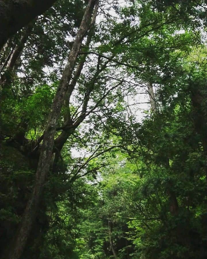 杉田芳尚のインスタグラム：「・ ・  Healing time with Waterfall」