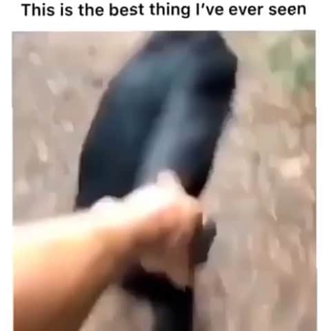 カリーヌ・ロワトフェルドのインスタグラム：「The best thing I’ve ever seen!」