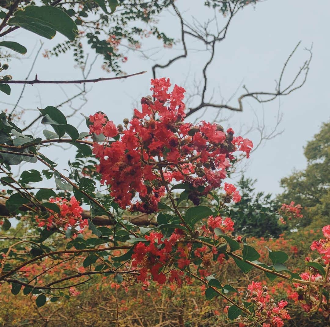 アンジェラ芽衣さんのインスタグラム写真 - (アンジェラ芽衣Instagram)「なんとかなんとかってお花﻿ 綺麗」9月22日 0時06分 - ange_la00