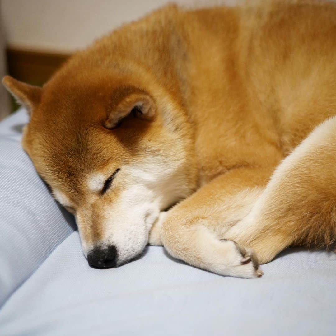 まる（まるたろう）さんのインスタグラム写真 - (まる（まるたろう）Instagram)「Good night!✨🐶✨また明日ね〜 #そろそろ肌寒くなってきたでしょ #お布団かけて寝るんだよ #タオルケットくらいがいいかもね #おやまる」9月22日 0時16分 - marutaro