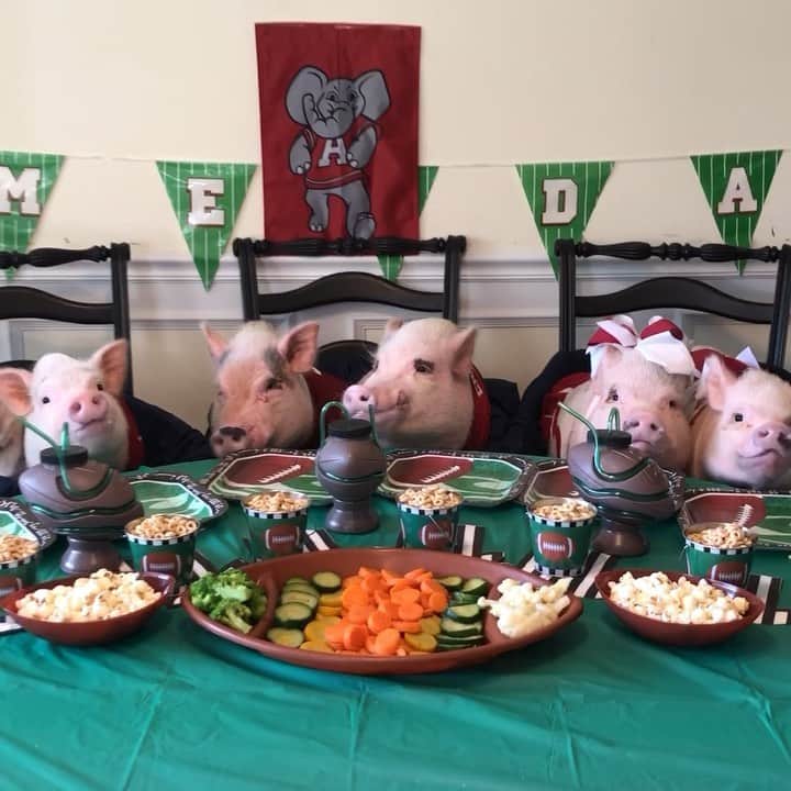 のインスタグラム：「15 minutes till kick-off! We have our game seats and mom just gave us the go ahead to start pigging out on our game snacks! Let go Alabama! Beat Southern Miss!🐷🏈🅰️🐘#AlabamavsSouthernMiss #RollTide #Pigtailthepug #PiggyPenn #PoseyandPink #PrissyandPop」