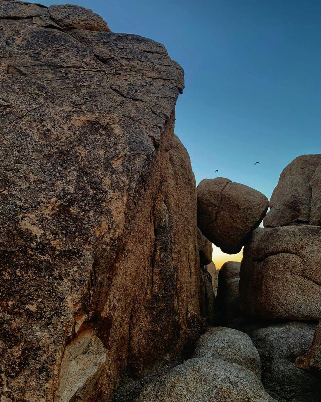 ニーナ・アグダルさんのインスタグラム写真 - (ニーナ・アグダルInstagram)「Joshua Tree, you rocked my world and I will be back for more 🌵♥️ #rockclimbing #joshuatree #mojaveguides」9月22日 1時08分 - ninaagdal