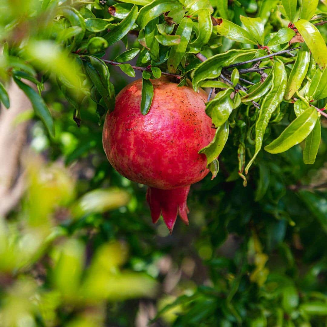 ニューヨーク植物園さんのインスタグラム写真 - (ニューヨーク植物園Instagram)「🍈🍊🍒 Which favorite fruits are ripening on your radar this week? From kousa dogwood berries alongside the Rose Garden, to blood oranges and dwarf pomegranates near the Home Gardening Center, we're heading into fall with one last blast of fruity and festive color—in all its bright greens, pinks, and reds. #plantlove #whatsbeautifulnow . #Cornus kousa | #Citrus × sinensis 'Blood Orange' | #Punica granatum 'Nana'」9月22日 1時03分 - nybg