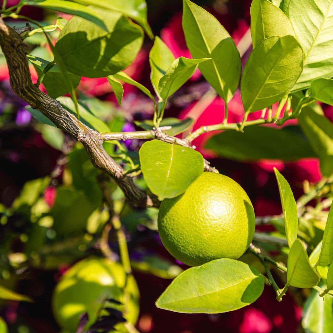 ニューヨーク植物園さんのインスタグラム写真 - (ニューヨーク植物園Instagram)「🍈🍊🍒 Which favorite fruits are ripening on your radar this week? From kousa dogwood berries alongside the Rose Garden, to blood oranges and dwarf pomegranates near the Home Gardening Center, we're heading into fall with one last blast of fruity and festive color—in all its bright greens, pinks, and reds. #plantlove #whatsbeautifulnow . #Cornus kousa | #Citrus × sinensis 'Blood Orange' | #Punica granatum 'Nana'」9月22日 1時03分 - nybg