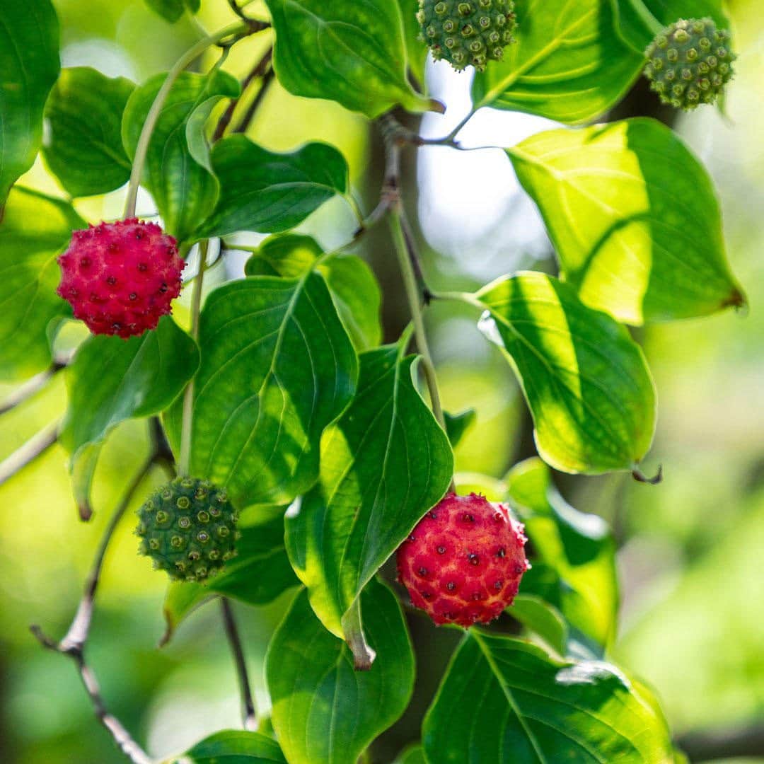 のインスタグラム：「🍈🍊🍒 Which favorite fruits are ripening on your radar this week? From kousa dogwood berries alongside the Rose Garden, to blood oranges and dwarf pomegranates near the Home Gardening Center, we're heading into fall with one last blast of fruity and festive color—in all its bright greens, pinks, and reds. #plantlove #whatsbeautifulnow . #Cornus kousa | #Citrus × sinensis 'Blood Orange' | #Punica granatum 'Nana'」