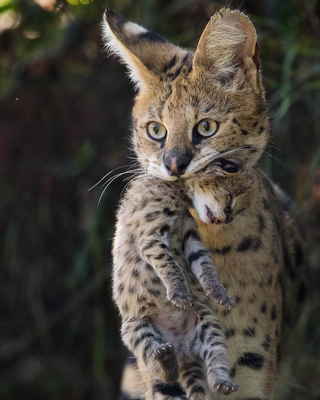 Discoveryさんのインスタグラム写真 - (DiscoveryInstagram)「“Mother Serval proudly shows her one week old cub.“ 📸 + caption by Patrick Van Bakkum (@patrickvb75) . . . . #adventure #travel #nature #photography #love #photooftheday #explore #wanderlust #naturephotography #instagood #baby #cub #serval #cat #cats #cute #wow」9月22日 1時34分 - discovery
