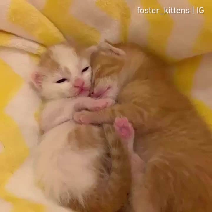 のインスタグラム：「This moment brought to you by the letter ‘A’ for AWWWWWWWW.⠀ ⠀ 📹@foster_kittens⠀ ⠀ #meowed #fosterkittens #sleepycat #socute #kitten #adoptdontshop」