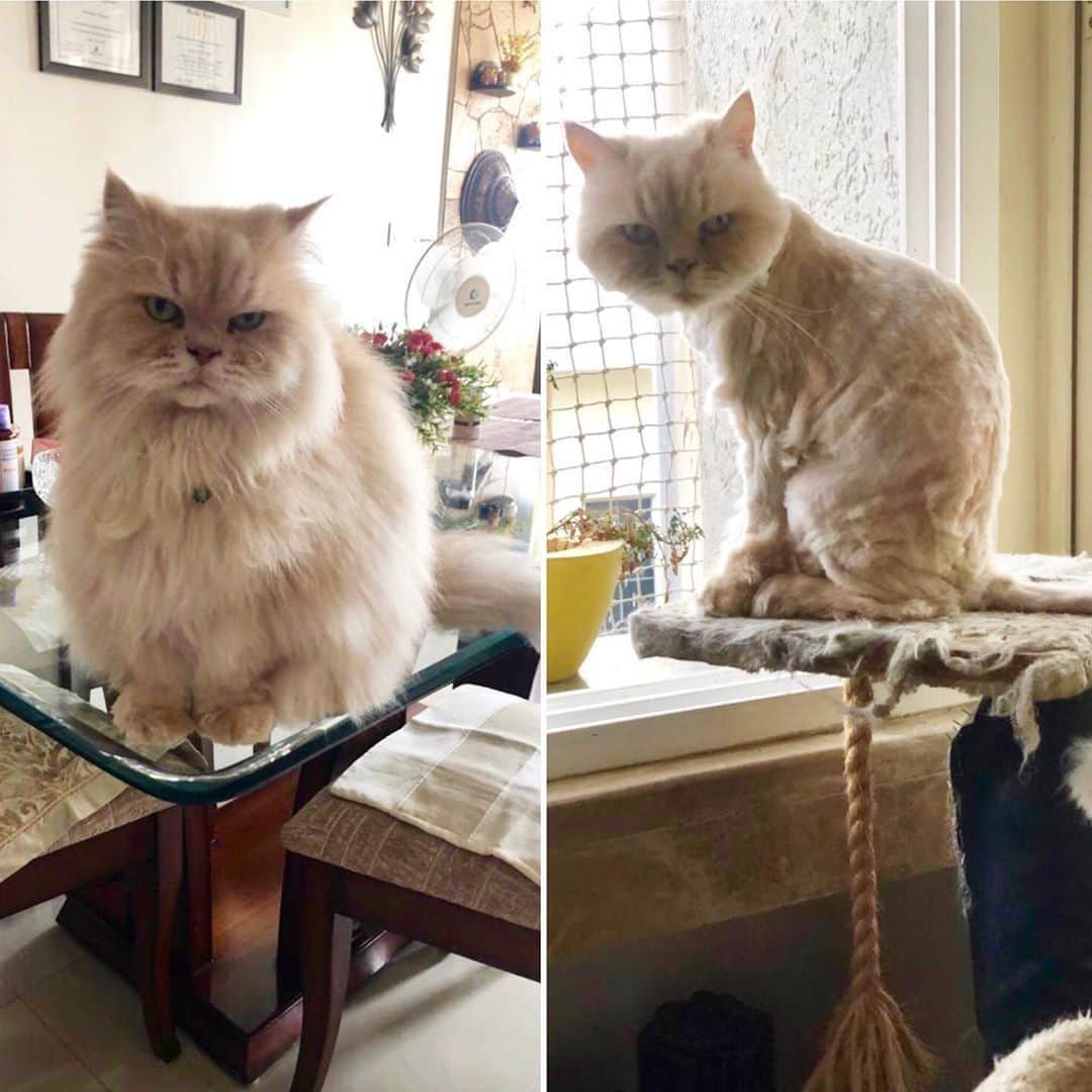 Aww Clubさんのインスタグラム写真 - (Aww ClubInstagram)「When you tell your hair dresser you just want a trim⠀ ⠀ 📷@paws_x_whiskers⠀ ⠀ #meowed #pawsxwhiskers #persian #beforeandafter #BreadtoBaguette」9月22日 2時02分 - meowed