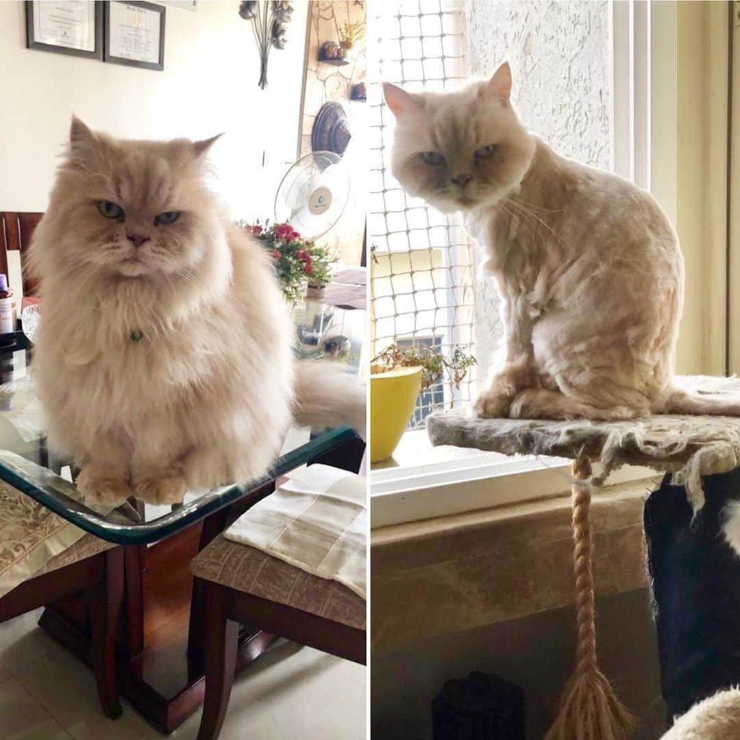 のインスタグラム：「When you tell your hair dresser you just want a trim⠀ ⠀ 📷@paws_x_whiskers⠀ ⠀ #meowed #pawsxwhiskers #persian #beforeandafter #BreadtoBaguette」
