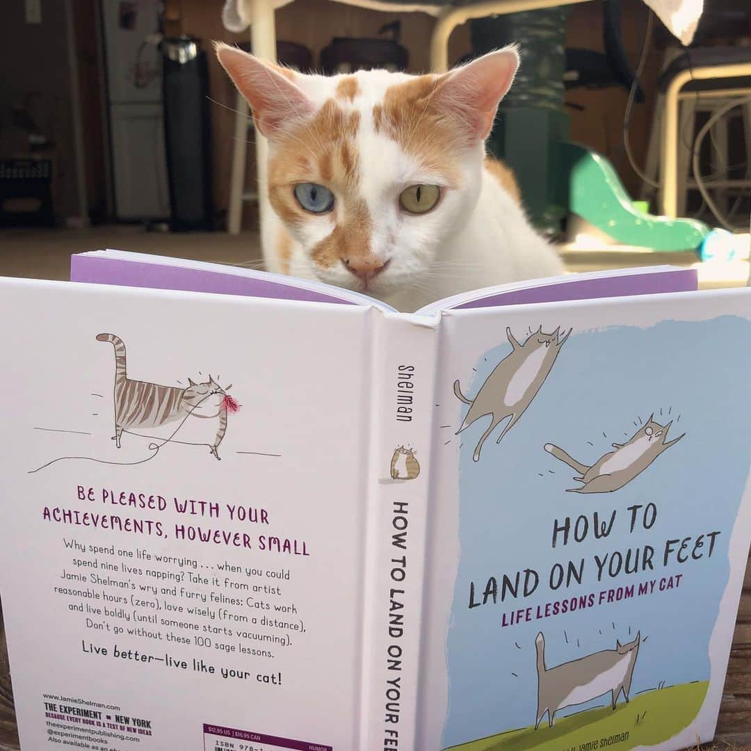 Richard Kittyさんのインスタグラム写真 - (Richard KittyInstagram)「Richard is enjoying some gems of advice from his fellow cats! The beautifully illustrated book How To Land on Your Feet: Life Lessons From My Cat is full of 100 sage little lessons 😸 ExperimentPublishing.com」9月22日 2時27分 - richard_kitty