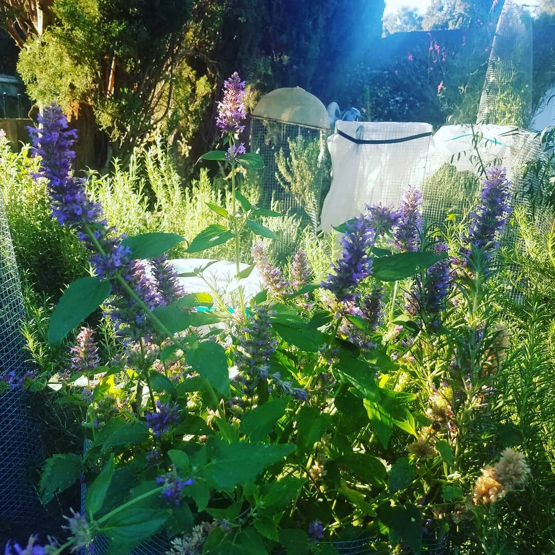 のインスタグラム：「HUMMINGBIRD MINT  #GASOLINEGARDEN #ILOVEGARDENS #GARDENSRULE #GARDENCHURCH #GARDENPARTY #GARDENMAGIC #AVANTGARDEN #GARDENS #GARDENGANGSTER #GARDEN #GRADENLIFE #GARDENER #GARDENTIME  #GARDENING #VEGETABLEGARDEN #FLOWERS #SUCCULENTS  #PLANTS  #CACTUS #HUMMINGBIRDMINT  #AYEARINFLOWERS  #shadowhills  #THANKYOU @gasolineglamour  #gasolineglamour」