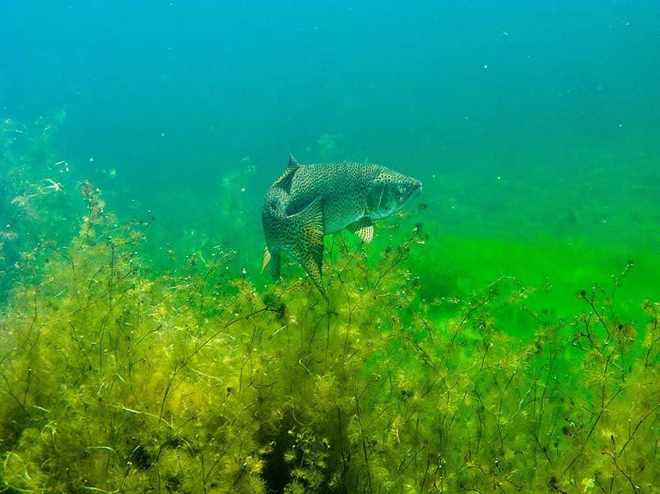 National Geographic Creativeさんのインスタグラム写真 - (National Geographic CreativeInstagram)「Photo by @cookjenshel | A rainbow trout swims in Spirit Lake near Mount Saint Helens National Volcanic Monument, Washington. #Underwater #Washington #Trout」9月22日 3時28分 - natgeointhefield