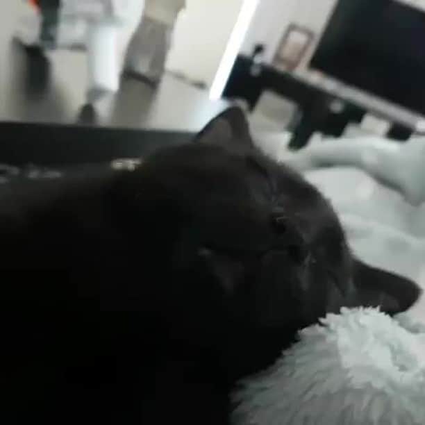 のインスタグラム：「Sleeping beauty⠀ ⠀ 📹@nathan_thebeachcat⠀ ⠀ #meowed #nathanthebeachcat #NathandWinnie #blackkitty #blackcat #sleepycat #sleeeping #rescuedkitty #adoptdontshop」