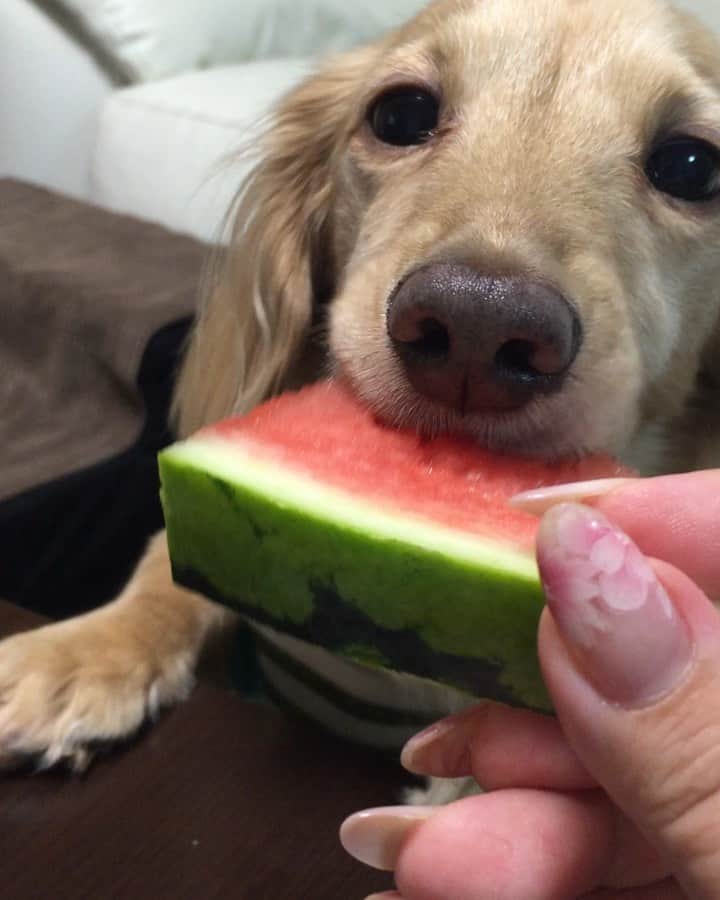 のインスタグラム：「食べ方可愛い過ぎ🐶💕 #すいか 🍉 #大好物 😍 #食べるマロン #movie 🎥 #Mダックス#ダックス#ミニチュアダックス #親父犬#シニア犬#ミニチュアダックスフンド #ミニチュアダックスクリーム#短足部 #短足犬#カニンヘンダックス #ダックス13歳#カニンヘンダックスフンド#犬は家族#犬のいる生活#インスタでわんこみるのが日課 ♡♡」