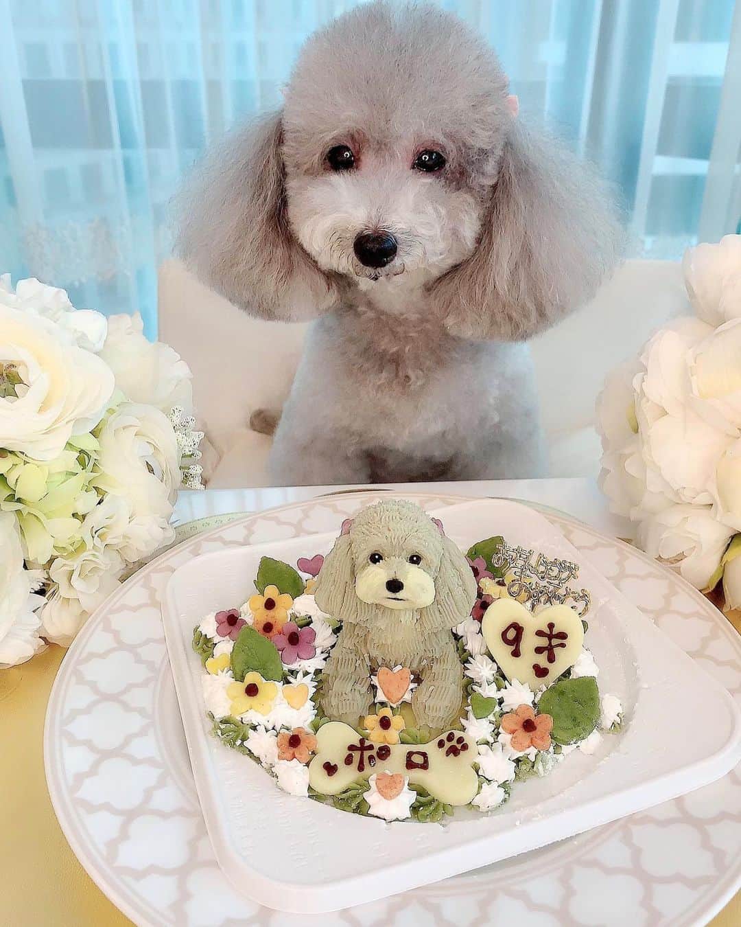 和泉佳子さんのインスタグラム写真 - (和泉佳子Instagram)「昨日、9月21日は、我が家の愛娘ポロ @poro_izumi の9歳のお誕生日でした🐩💕 . 今年も「ラ・キュ」さんでオリジナルの犬用バースデーケーキを作っていただき、家族３人でお誕生日をお祝いをしました🎂 . 「ラ・キュ」さんのケーキは、特徴をよくつかんでそっくりに作ってくださるので、可愛くて、食べてしまうのが勿体無いほどです✨ . 鳴門金時さつまいもや、大麦若葉パウダー、にんじんパウダー、豆乳ホイップなどを使用して作られたケーキなので安心🎂 . 普段は食事に気をつけているポロちゃんですが、お誕生日ケーキは特別です🐶 . そして、バースデー前日には、行きつけの「MISS BIBI 南青山店 @missbibi_hotel_shop  で、シルク泡パックをしていただき、 バースデープレゼントまでいただきました🎁(写真３枚目.４枚目) . MISS BIBIのスタッフの皆様、いつも可愛がっていただき本当にありがとうございます🙇‍♀️💕 . . ラ・キュ http://la-queue-dogcake.com/ 090-5483-5986 . . MISS BIBI http://missbibi.jp/ @missbibi_hotel_shop . ポロちゃん @poro_izumi . . #和泉佳子 #yoshiko_izumi  #ポロちゃん #チワプー #誕生日 #バースデーケーキ #ハッピーバースデー #ラキュ #missbibi #エレdog #犬好きな人と繋がりたい」9月22日 14時57分 - yoshiko_izumi