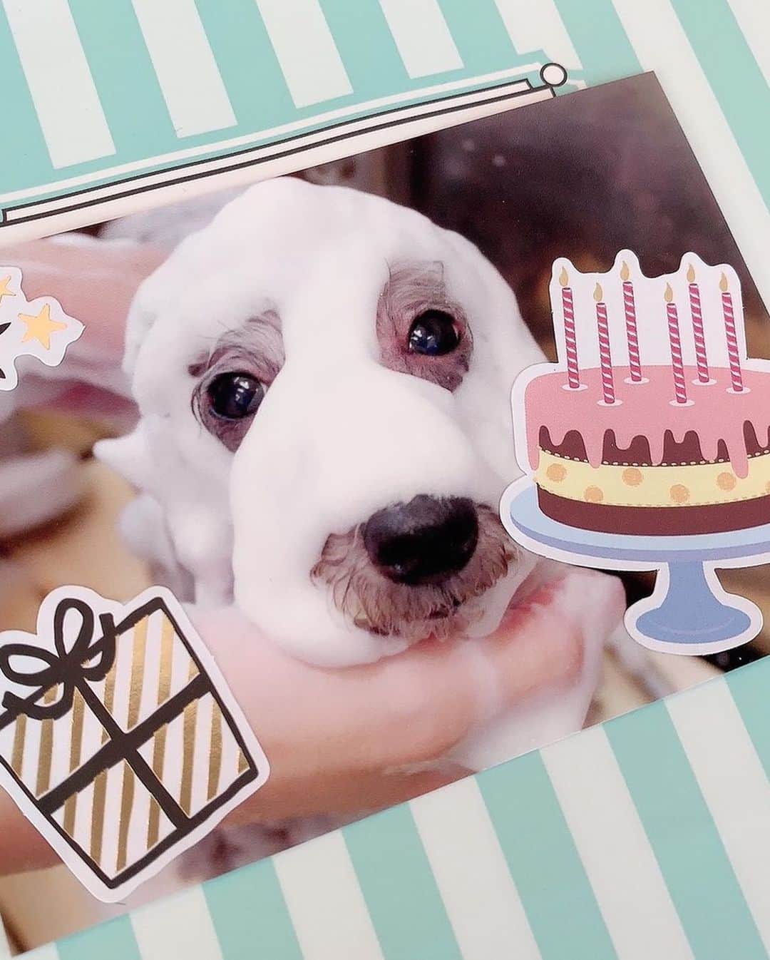 和泉佳子さんのインスタグラム写真 - (和泉佳子Instagram)「昨日、9月21日は、我が家の愛娘ポロ @poro_izumi の9歳のお誕生日でした🐩💕 . 今年も「ラ・キュ」さんでオリジナルの犬用バースデーケーキを作っていただき、家族３人でお誕生日をお祝いをしました🎂 . 「ラ・キュ」さんのケーキは、特徴をよくつかんでそっくりに作ってくださるので、可愛くて、食べてしまうのが勿体無いほどです✨ . 鳴門金時さつまいもや、大麦若葉パウダー、にんじんパウダー、豆乳ホイップなどを使用して作られたケーキなので安心🎂 . 普段は食事に気をつけているポロちゃんですが、お誕生日ケーキは特別です🐶 . そして、バースデー前日には、行きつけの「MISS BIBI 南青山店 @missbibi_hotel_shop  で、シルク泡パックをしていただき、 バースデープレゼントまでいただきました🎁(写真３枚目.４枚目) . MISS BIBIのスタッフの皆様、いつも可愛がっていただき本当にありがとうございます🙇‍♀️💕 . . ラ・キュ http://la-queue-dogcake.com/ 090-5483-5986 . . MISS BIBI http://missbibi.jp/ @missbibi_hotel_shop . ポロちゃん @poro_izumi . . #和泉佳子 #yoshiko_izumi  #ポロちゃん #チワプー #誕生日 #バースデーケーキ #ハッピーバースデー #ラキュ #missbibi #エレdog #犬好きな人と繋がりたい」9月22日 14時57分 - yoshiko_izumi