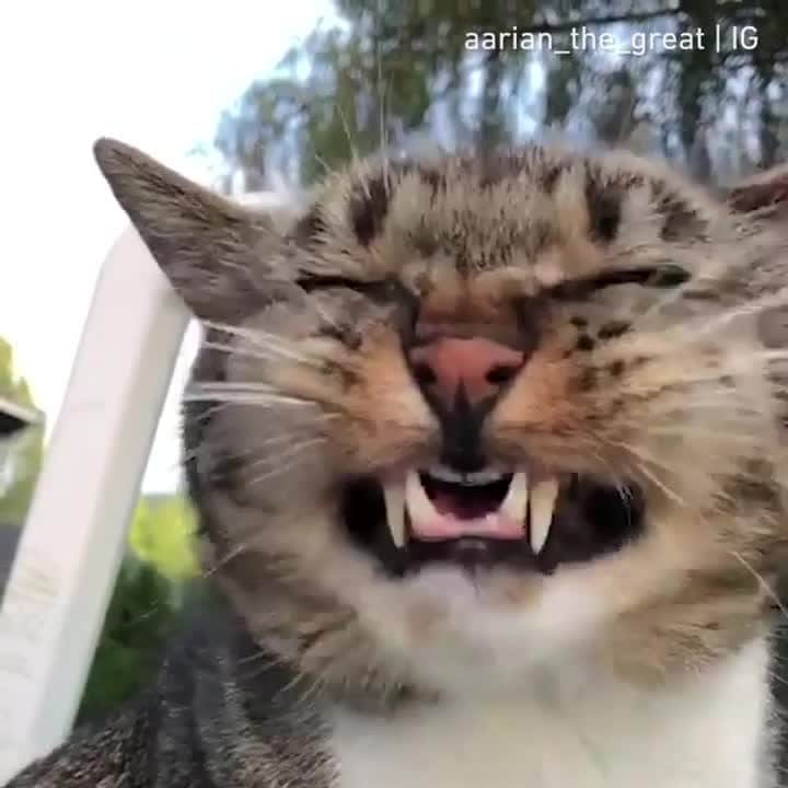 のインスタグラム：「[🔊]NO.....Your full of Sass⠀ ⠀ 📹@aarian_the_great⠀ ⠀ #meowed #aarianthegreat #aarian #soundon #volumeup #🔊」