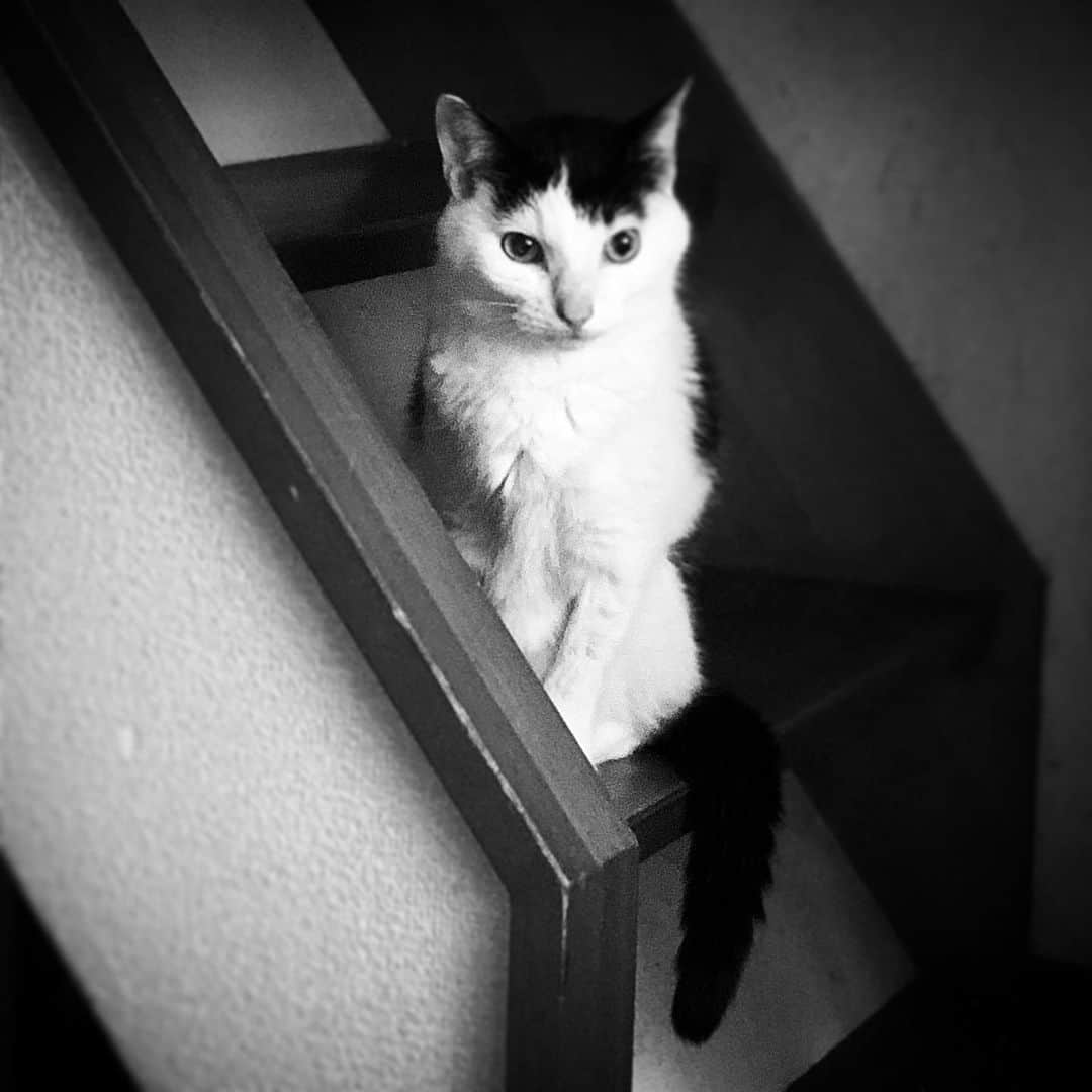 小倉遥さんのインスタグラム写真 - (小倉遥Instagram)「入院してたけど元気取り戻した猫。」9月22日 6時35分 - haruka_ogura