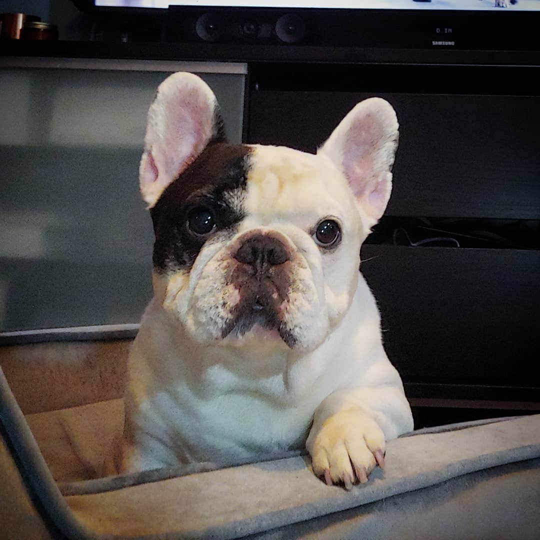 Manny The Frenchieのインスタグラム：「Sit down. We need to talk.  I can smell other dogs on you... You've been petting other dogs again haven't you?! I'm not mad, I'm just disappointed...」