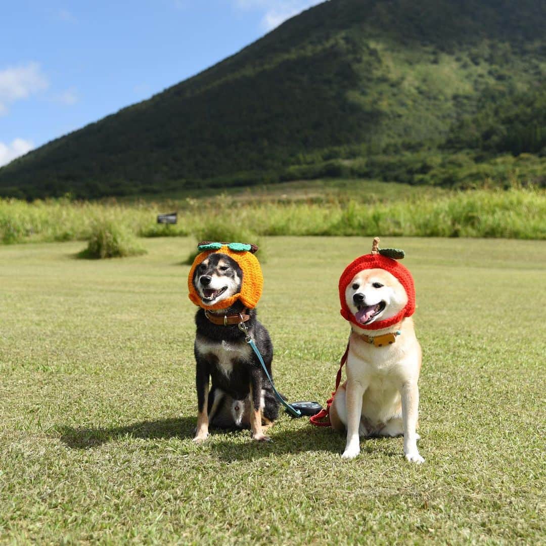 がんちゃんのグルメインスタ