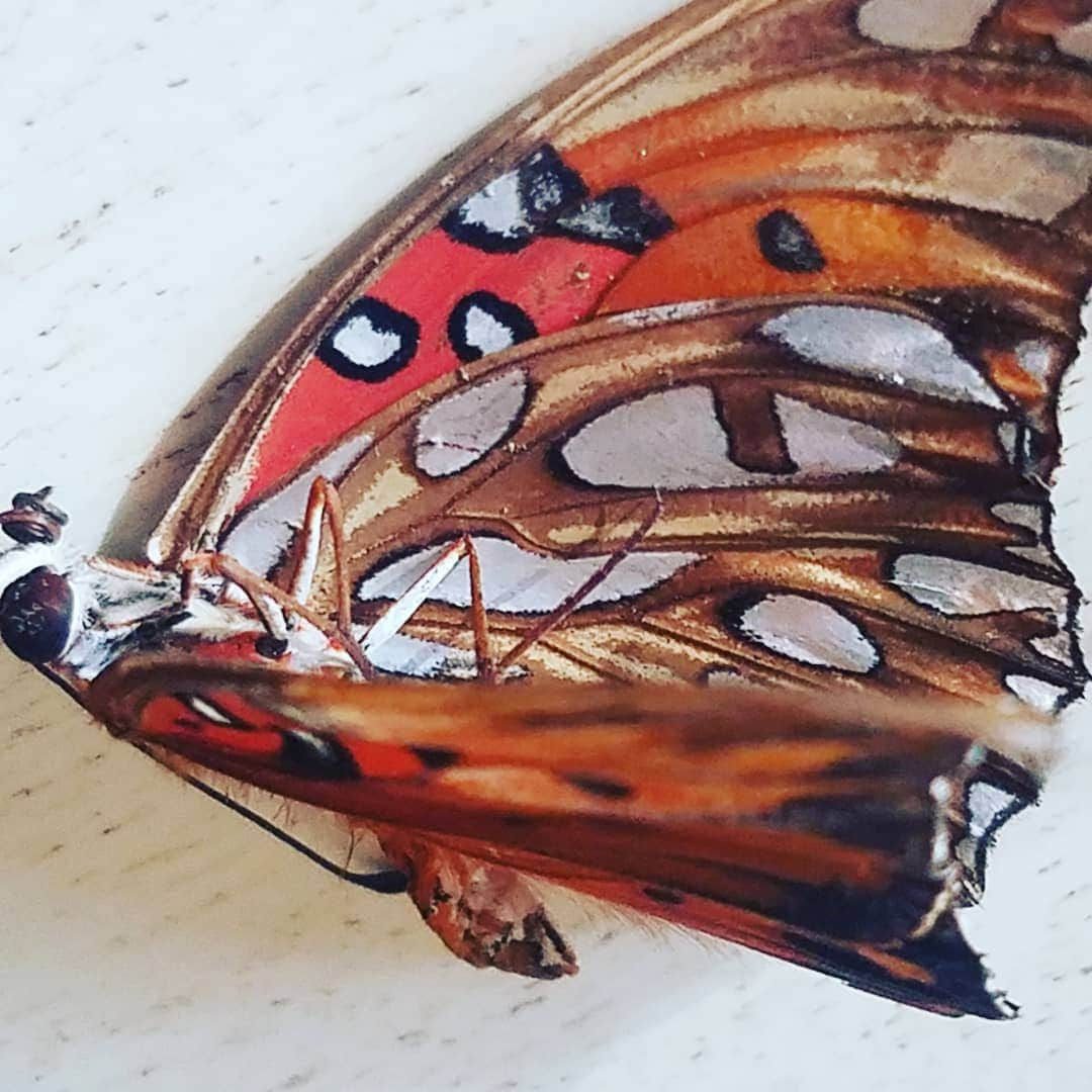 ガソリングラマーさんのインスタグラム写真 - (ガソリングラマーInstagram)「Anyone know what kind d of dude this is? #RESTINPOWER  #BUTTERFLY  #GASOLINEGARDEN #ILOVEGARDENS #GARDENSRULE #GARDENCHURCH #GARDENPARTY #GARDENMAGIC #AVANTGARDEN #GARDENS #GARDENGANGSTER #GARDEN #GRADENLIFE #GARDENER #GARDENTIME  #GARDENING #VEGETABLEGARDEN #FLOWERS #SUCCULENTS  #PLANTS  #CACTUS #MONARCH  #SWALLOWTAIL #AYEARINFLOWERS  #shadowhills  #THANKYOU @gasolineglamour  #gasolineglamour 🦋🦋🦋🦋🦋🦋🦋🦋🦋🦋🦋🦋🦋🦋」9月22日 8時09分 - gasolineglamour