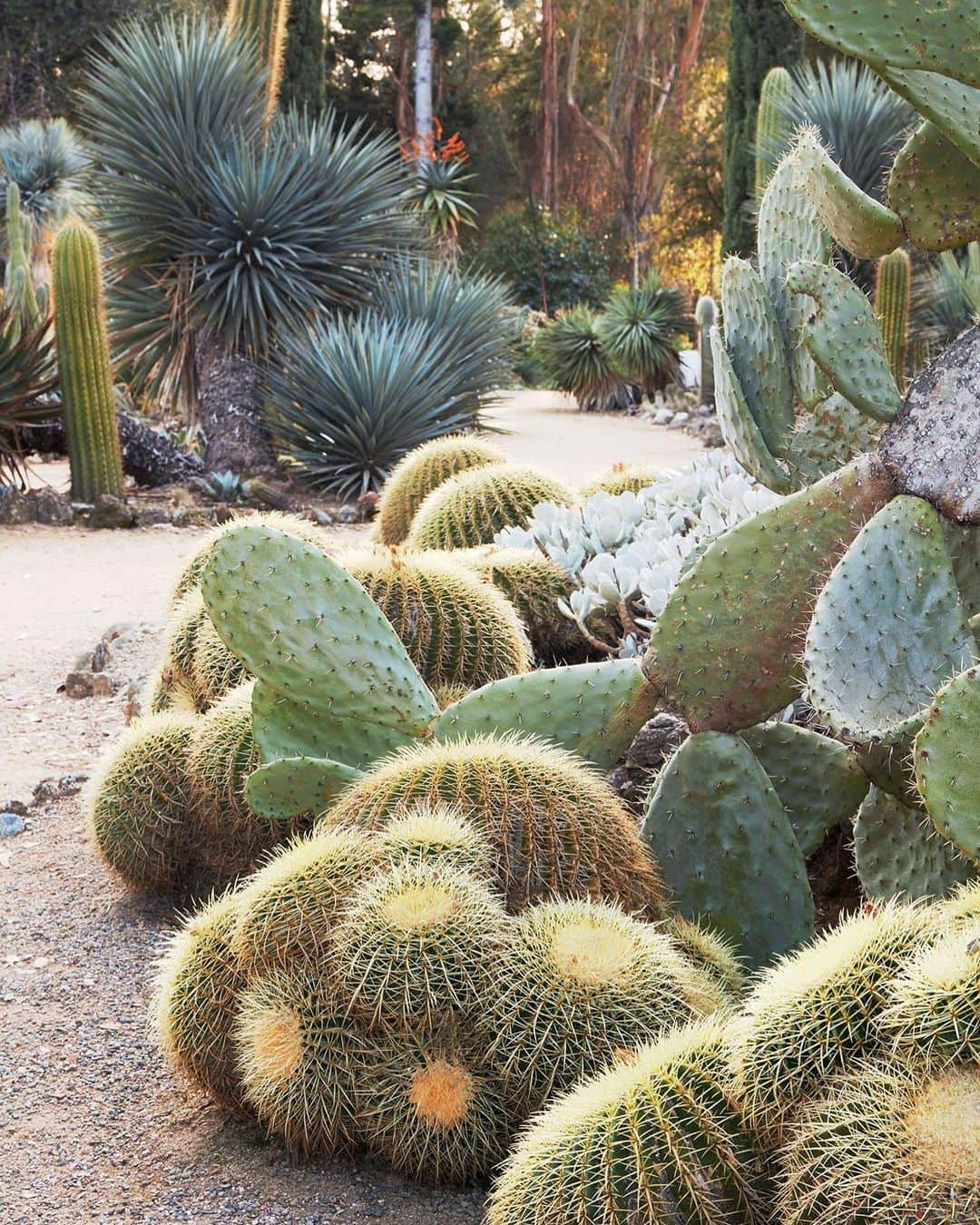 マーサ・スチュワートさんのインスタグラム写真 - (マーサ・スチュワートInstagram)「The golden-barrel cacti seen here—which was donated in 2003 from Lotusland, the famous Montecito garden—frame Opuntia ficus-indica, grown from cuttings of the original planting. In the background, a columnar Echinopsis terscheckii stands next to silvery swords of Yucca x schottii. Get the full tour of the Arizona Gardens at the link in bio. 👆🏼 📷: @caitlinatkinson_photography | ✍🏼: @jojosilver」9月22日 8時25分 - marthastewart