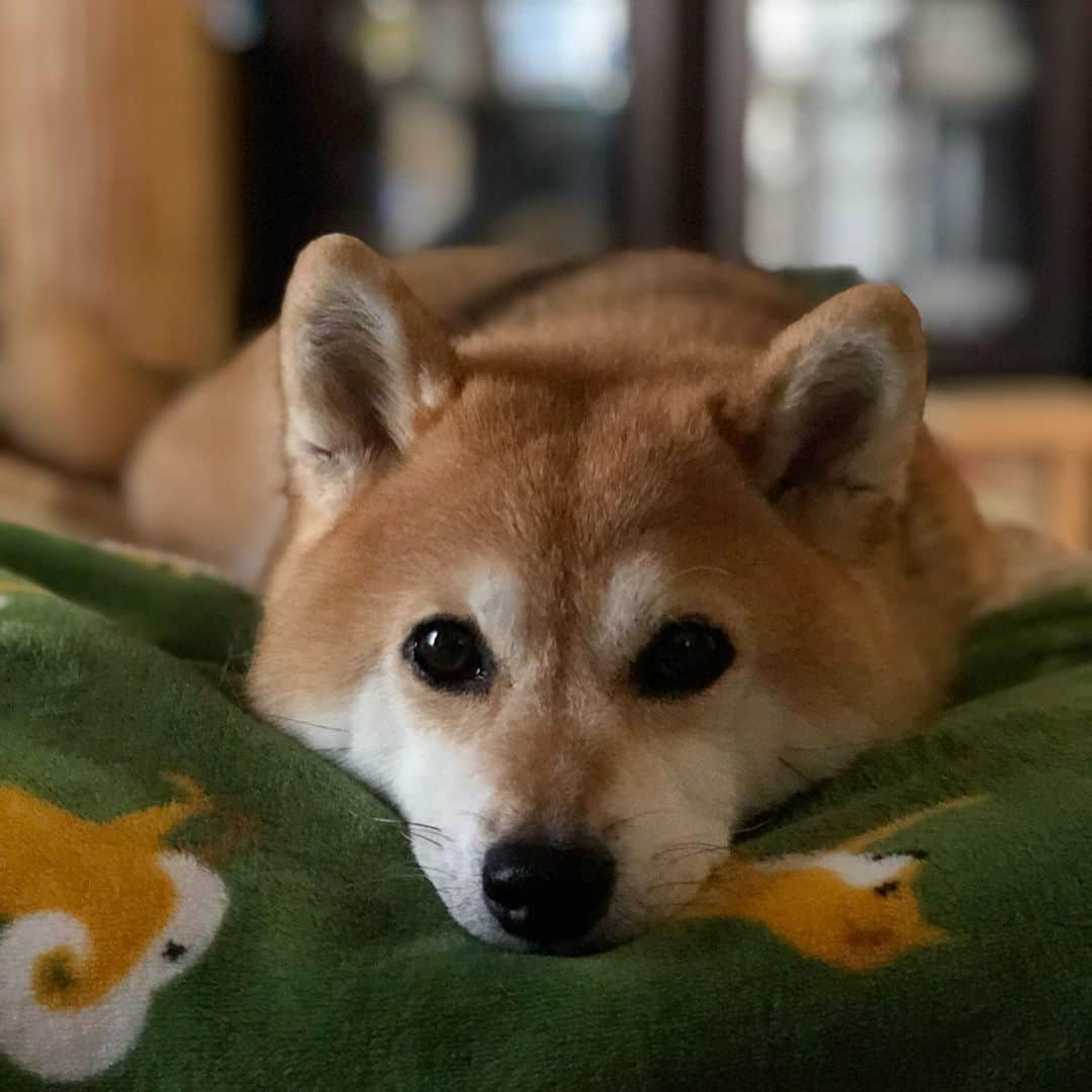 くるみさんのインスタグラム写真 - (くるみInstagram)「. いぬが好きじゃない人からみたら ぜーんぶ同じ写真なんだろーな🤣  飼い主的にはちょっとずつ違う😎  今日は午後から雨☂️みたいなので お墓まいりは午前中だぬ☺️ . . #ねもい #柴犬くるみ」9月22日 8時22分 - kurukurukurumi222