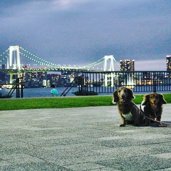 くるみんのインスタグラム：「＊ 夜景も素敵な公園だったよ  #ぐるり公園 #豊洲 #東京夜景 #東京夜景散歩 #聖地巡礼 #おっさんずラブ #ミニチュアダックスフンド #ミニチュアダックスフント #ミニチュアダックス #イザベラタン #イザベラ #カニンヘンダックスフント #カニンヘン #カニンヘンダックス #カニンヘンダックスフンド #チョコタンダックス #チョコタン #ダックス多頭飼い #ダックスフント #ダックスフンドカニンヘン #ダックス #ダックスフンド #いぬばか部 #いぬすたぐらむ #短足部 #all_dog_japan #east_dog_japan #dachshundgram #dogstagram #instagramdog」