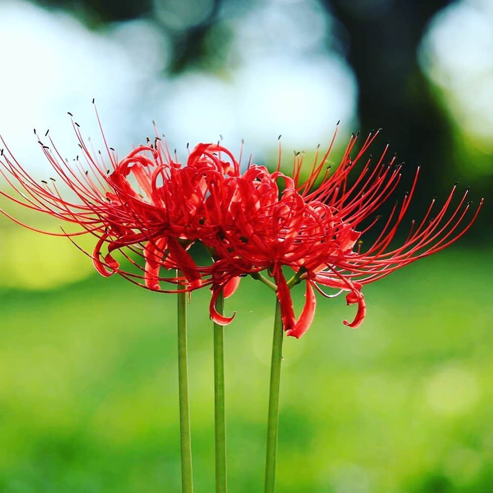 宮城県観光課さんのインスタグラム写真 - (宮城県観光課Instagram)「【しばた曼珠沙華まつり】 「曼珠沙華」（まんじゅしゃげ）「天上の花」という意味で、良いことが起こる前触れには赤い花が天からふってくるといういい伝えがあります。１３万株を超える曼珠沙華（彼岸花）が咲き誇ります。期間中、曼珠沙華をイメージしたランチプレートの販売もあります。 ◆開催期間／２０１９年９月１４日（土）～９月２９日（日） ※開花状況は、下記電話番号[問い合わせ１]へお問い合わせください。 ◆場　所／柴田町船岡城址公園 ◆問合せ／0224-55-2123（柴田町商工観光課）  #宮城#柴田町#曼珠沙華 #曼珠沙華まつり#花#花好きな人と繋がりたい  #tohoku#miyagi#shibatatoun#flower」9月22日 8時37分 - miyagi_pref_kankou