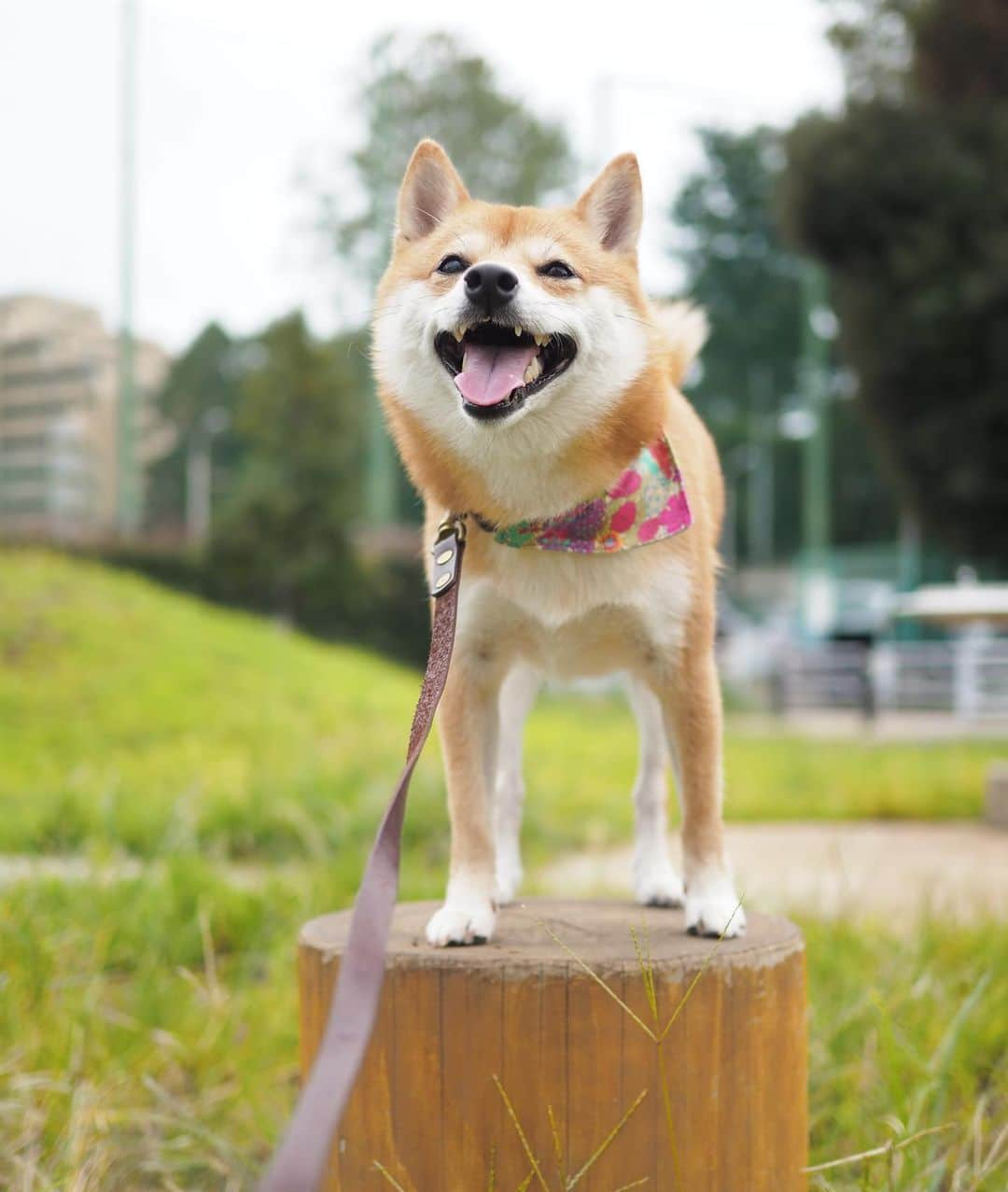 豆柴にこちゃんさんのインスタグラム写真 - (豆柴にこちゃんInstagram)「🐶 おはよー 昨日の散歩。 1枚目は行き。2、3枚目は帰り。 2枚目は図らずも玉ボケが写せてラッキー📸✨ . すっかり暗くなるのが早くなったねー . 今日は夕方から雨みたいだから それまでに何しようか急いで考えよう🤔 . #柴犬#豆柴#pecoいぬ部#犬#わんこ#犬#ここ柴部#shibainu#dog#mameshiba#pecotv#dog#いぬのきもち部#しばいぬ#しばけん#こいぬ#シバイヌ#いぬ#イヌ#赤柴#マメシバ#ペット#日本犬#子犬#puppy#doggo#pet#시바견#강아지#개」9月22日 8時38分 - nikochan.mame48