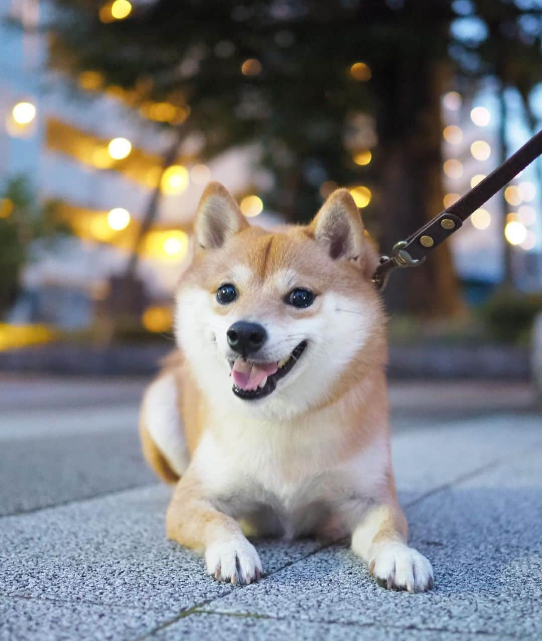 豆柴にこちゃんさんのインスタグラム写真 - (豆柴にこちゃんInstagram)「🐶 おはよー 昨日の散歩。 1枚目は行き。2、3枚目は帰り。 2枚目は図らずも玉ボケが写せてラッキー📸✨ . すっかり暗くなるのが早くなったねー . 今日は夕方から雨みたいだから それまでに何しようか急いで考えよう🤔 . #柴犬#豆柴#pecoいぬ部#犬#わんこ#犬#ここ柴部#shibainu#dog#mameshiba#pecotv#dog#いぬのきもち部#しばいぬ#しばけん#こいぬ#シバイヌ#いぬ#イヌ#赤柴#マメシバ#ペット#日本犬#子犬#puppy#doggo#pet#시바견#강아지#개」9月22日 8時38分 - nikochan.mame48