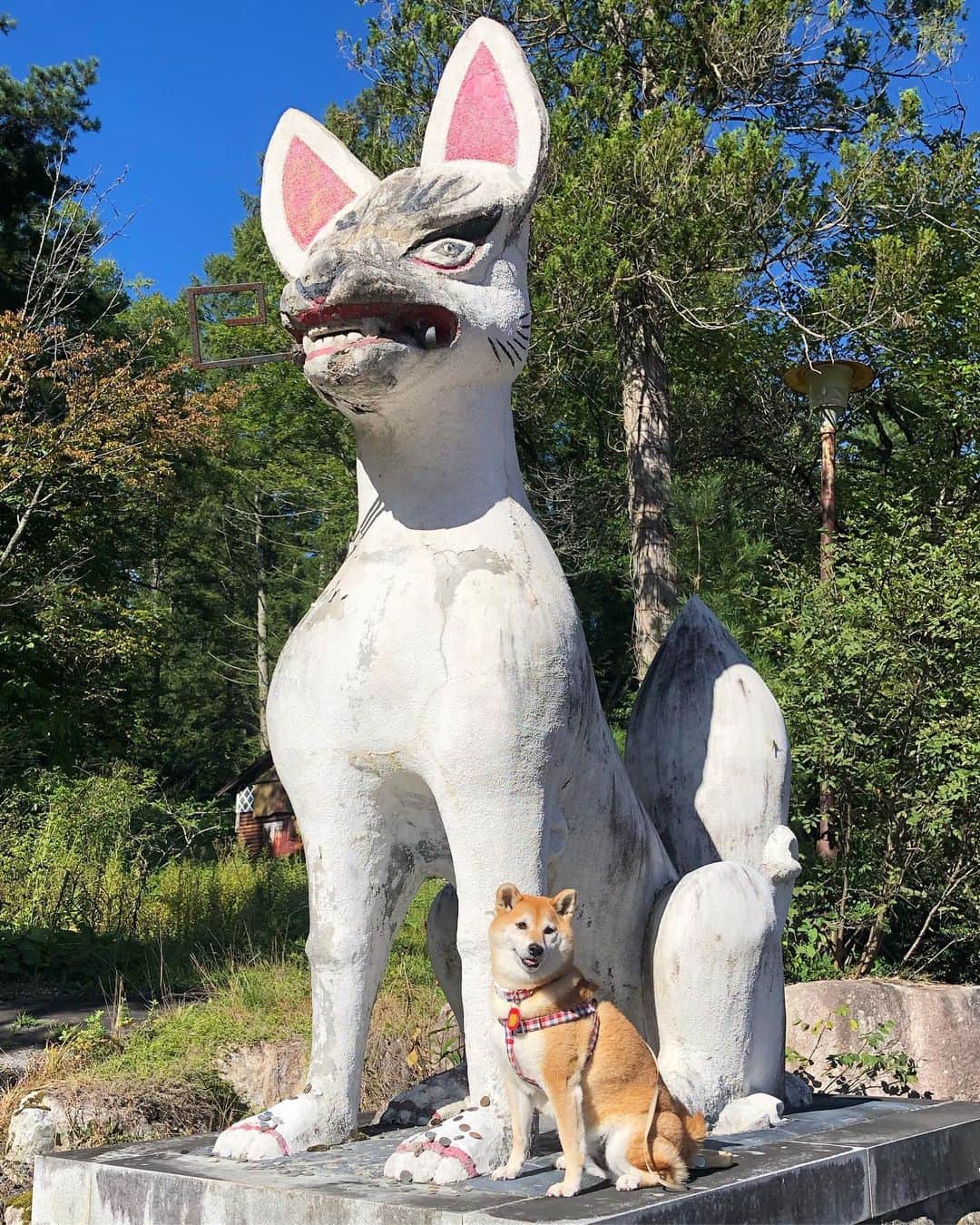 のインスタグラム：「旅は良い⛩ トレッキングコース歩こうと思ったのに蜂だらけ🐝ヒィ！ #shiba #shibainu #飛騨高山」