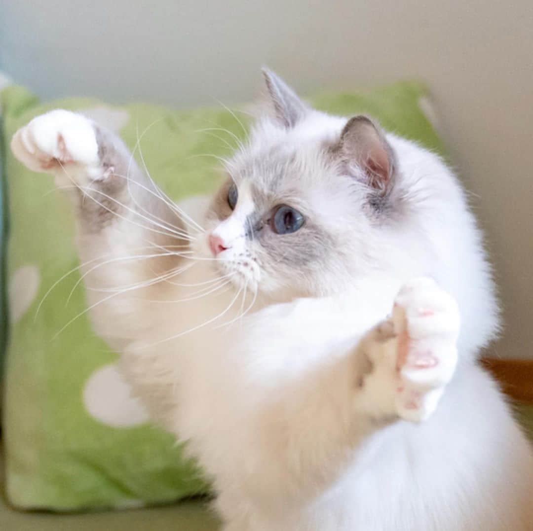 マアルのインスタグラム：「モグさん #🐈 #猫好きさんと繋がりたい #北海道 #旭川市 #ペットホテル #ラグドール」