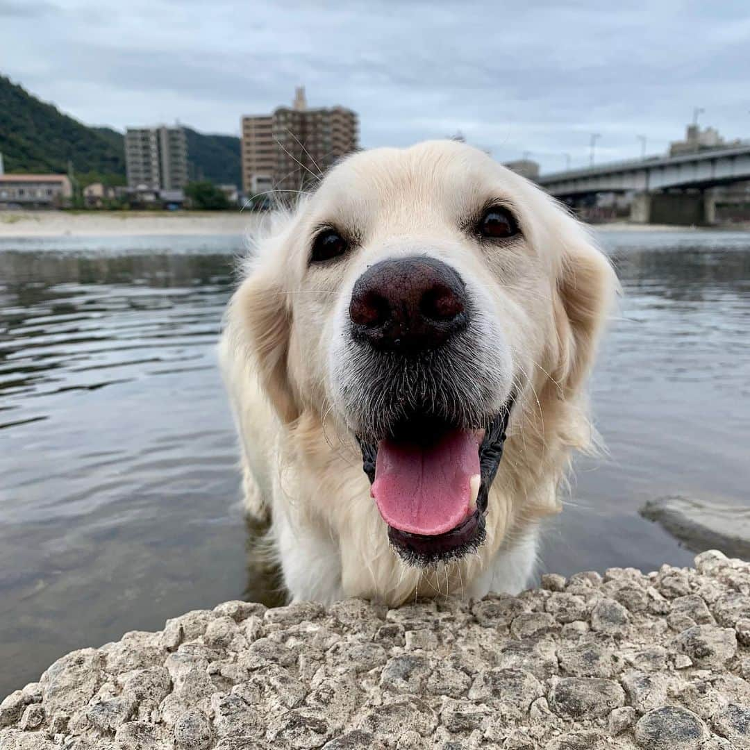 P太郎ママさんのインスタグラム写真 - (P太郎ママInstagram)「曇天の空の下。 気温20度くらいしかないのに。 迷わずドボン。 …アンタ、 犬格変わったね…？ #今を生きる  #なんでもないようなことが幸せ  リード付けたまま… あの濡れリードを持つの…？」9月22日 8時53分 - ptarodada