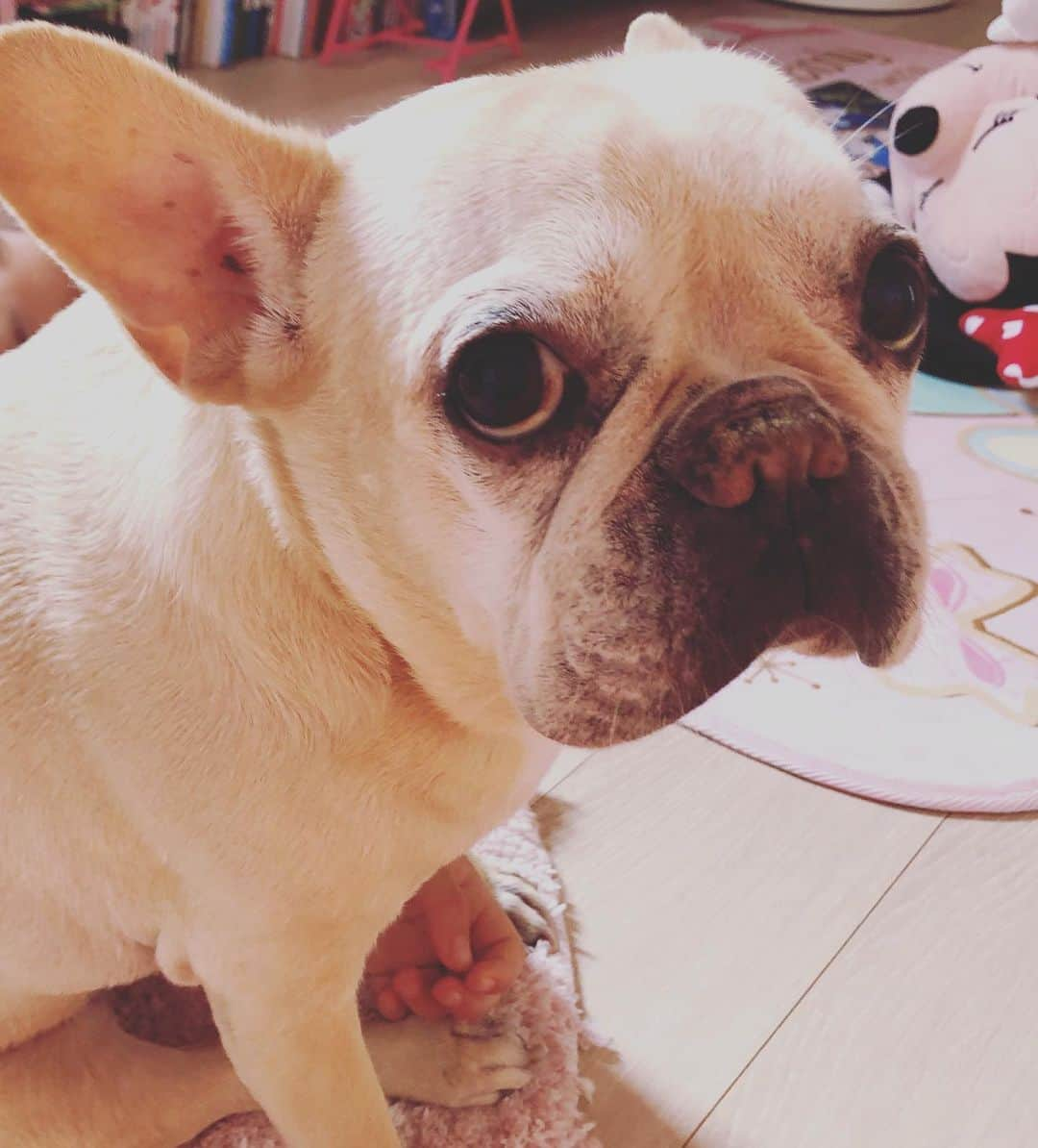 森本さやかさんのインスタグラム写真 - (森本さやかInstagram)「#hughug  #love # frenchbulldog  #morninghug  ２人…🐖👧🏻 しばらくこのまま動かない❤︎ #フレンチブルドッグ ❤︎ #おはようのハグ」9月22日 9時09分 - sayakamorimoto1011