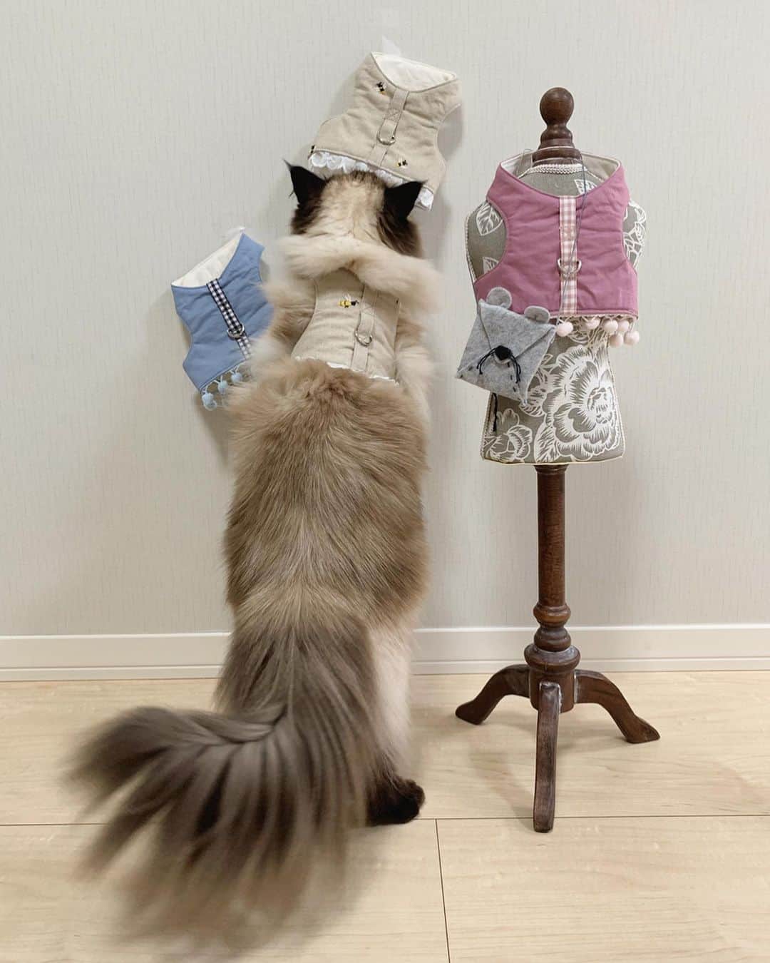 plumeのグルメインスタ